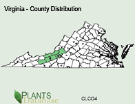 Clematis coactilis - County Distribution in Virginia